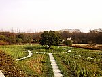 田园景色