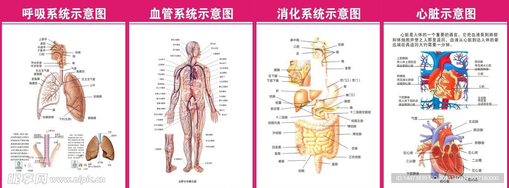 医院内科结构图