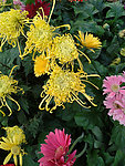 秋菊