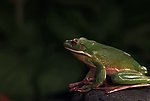 动态青蛙视频素材