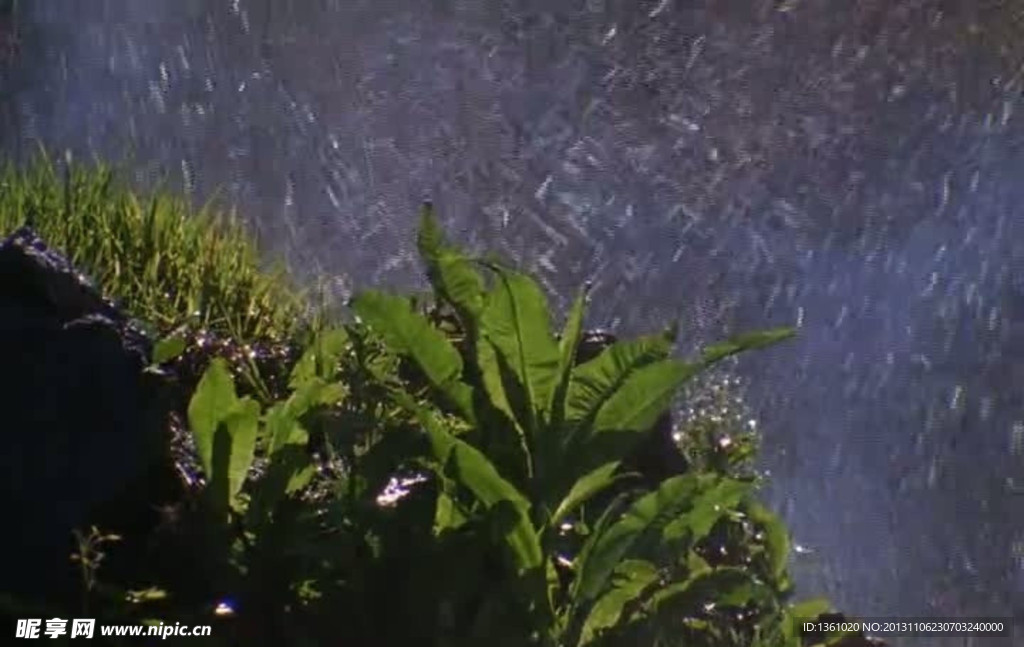 绿叶雨水视频素材