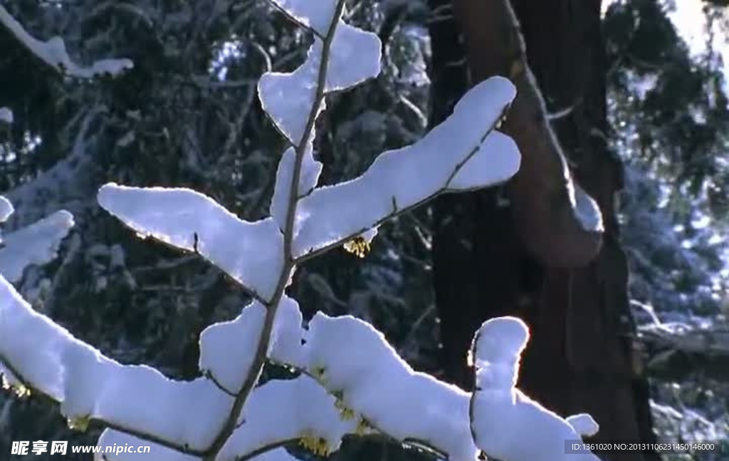 白雪森林视频素材