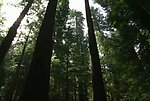 高山森林视频素材