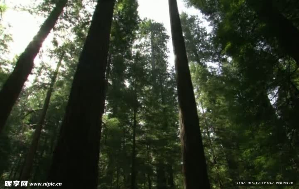 高山森林视频素材