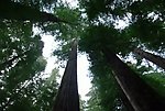 高山森林视频素材