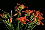 花朵视频素材