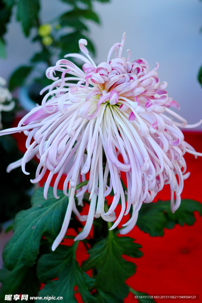 菊花展图片