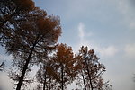 天空杉树