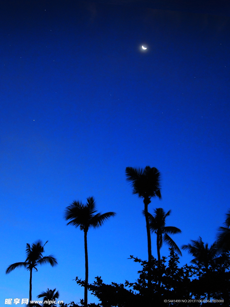 椰林海滩夜景