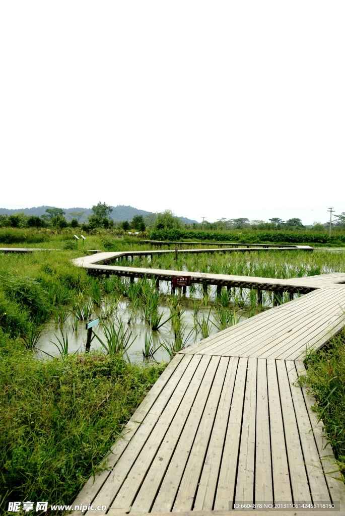 绿色田野 路