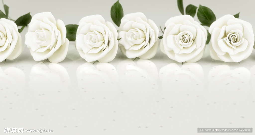 白玫瑰视频素材