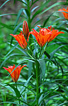 百合花