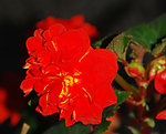 玻璃翠花