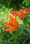 百合花