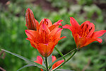百合花