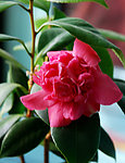 茶花