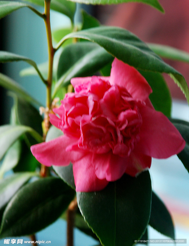 茶花