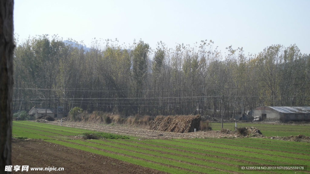 麦田 树林