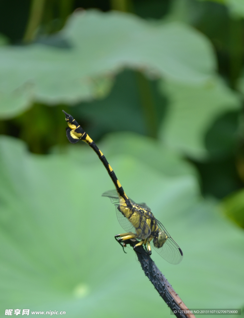 蜻蜓