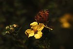 花朵蝴蝶视频素材