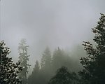 森林云雾背景视频素材