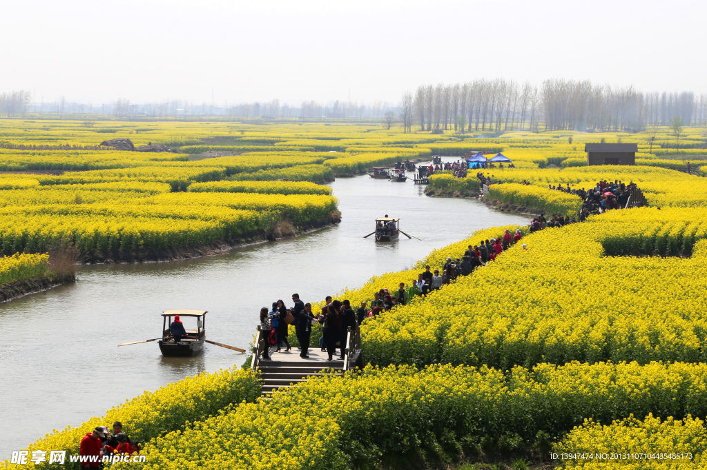 油菜花