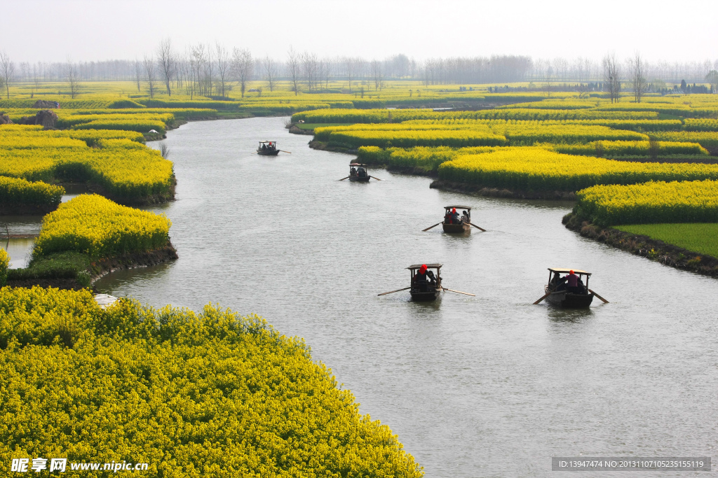 油菜花