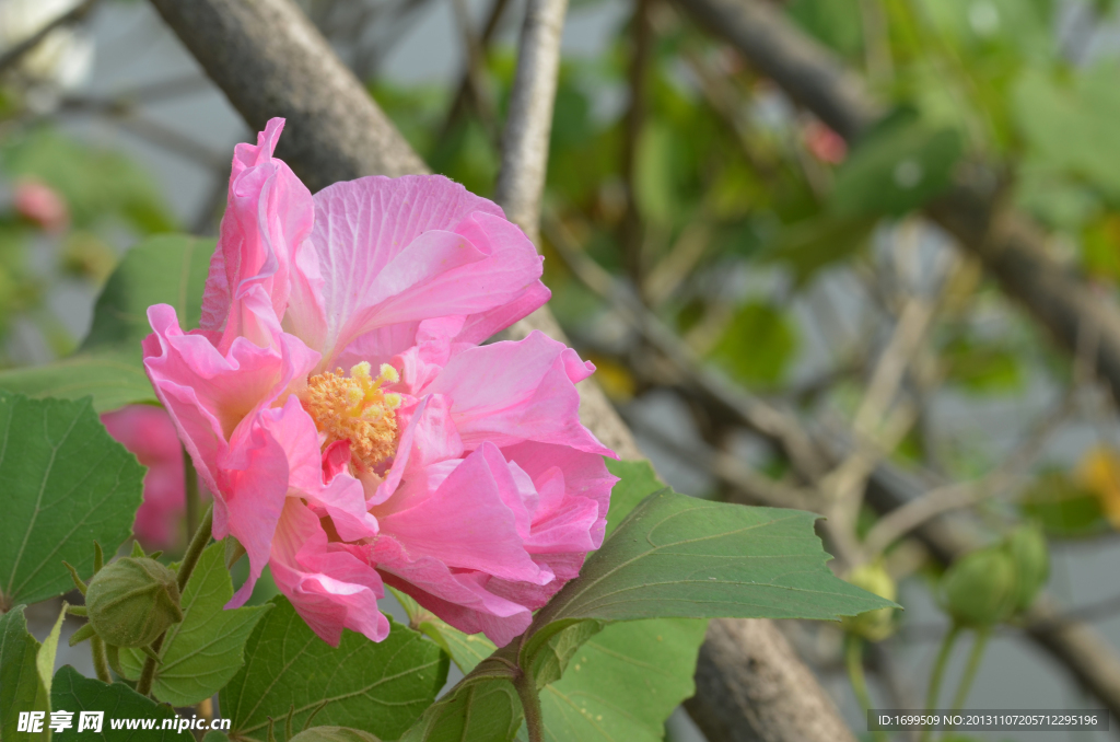 芙蓉花