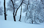 雪景