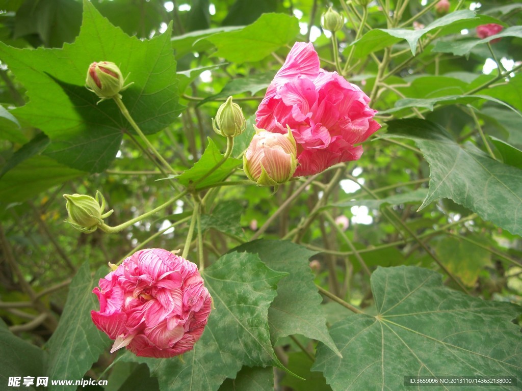 鲜花