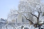 垂柳雪景