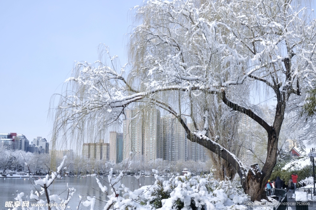 垂柳雪景