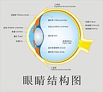 眼球海报
