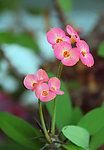 刺梅花