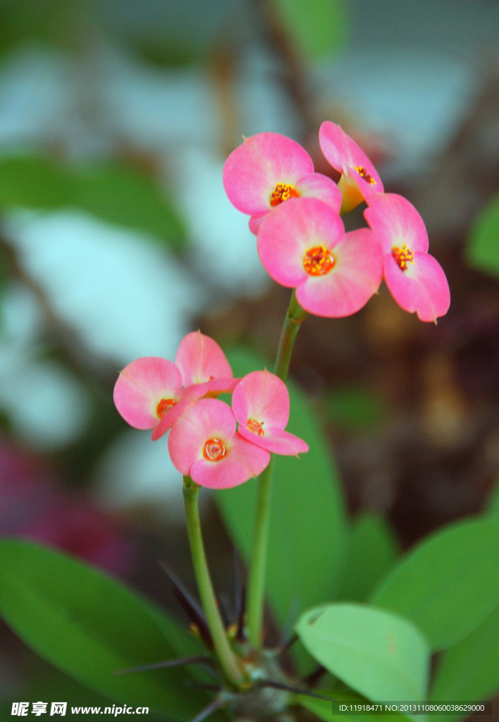 刺梅花