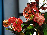 刺梅花