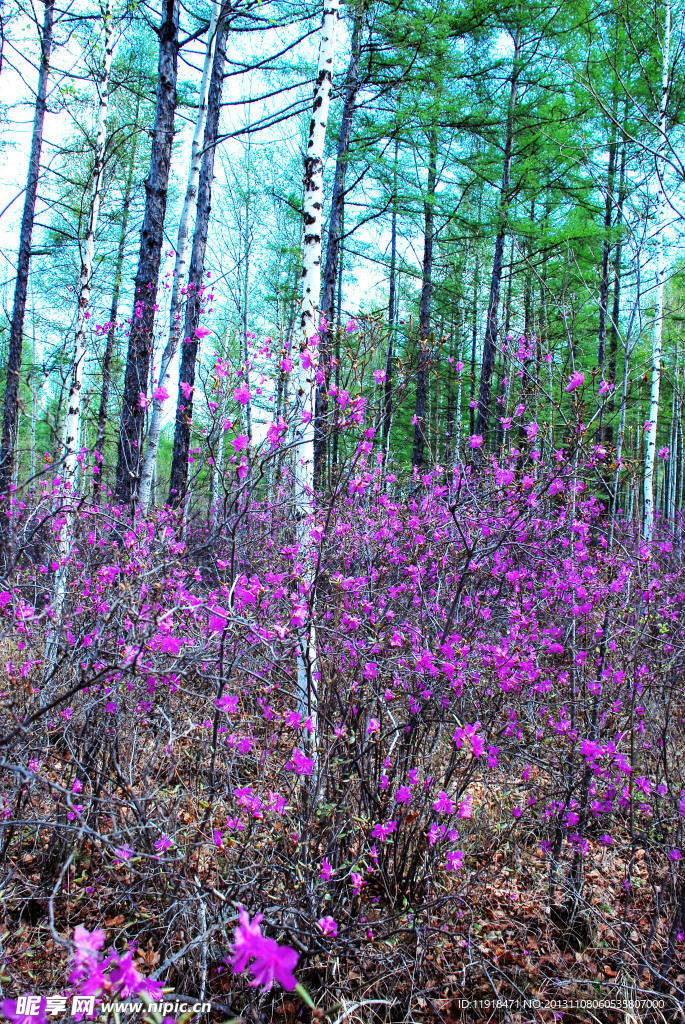 达达香花