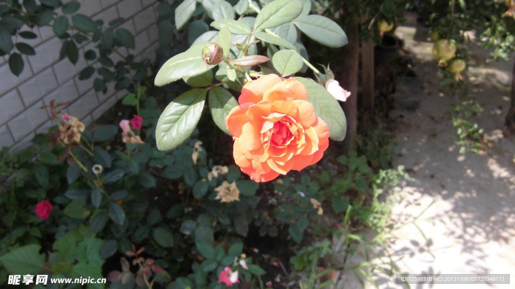 牡丹月季花