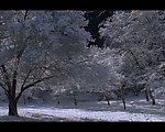 实拍冬天视频素材