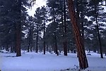 森林雪景视频素材