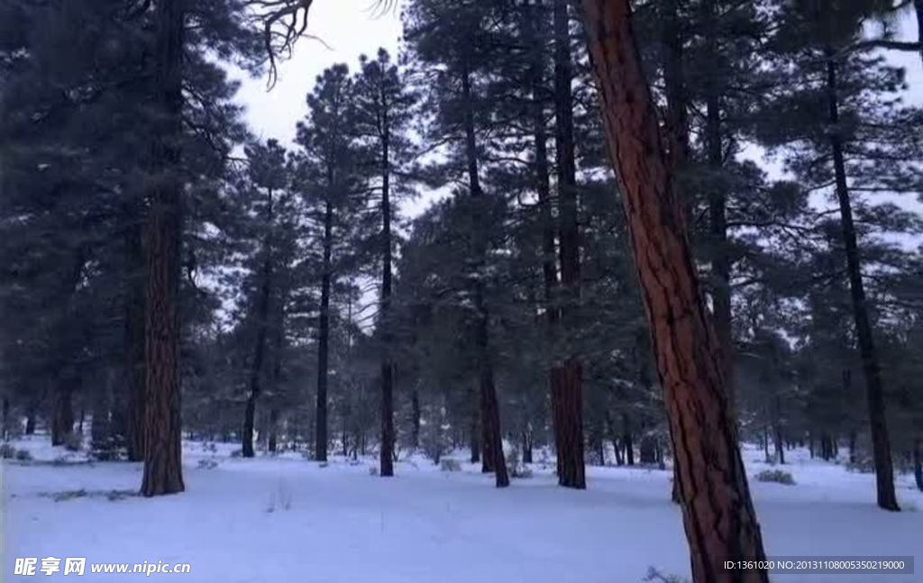 森林雪景视频素材