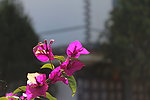 三角梅