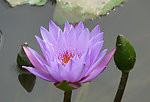 睡莲花开