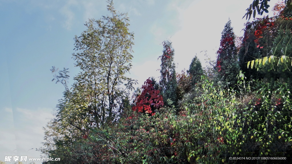 泉景园的红叶
