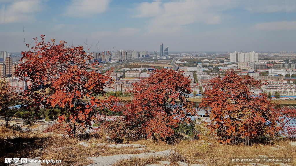 泉景园的红叶