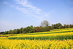 油菜花