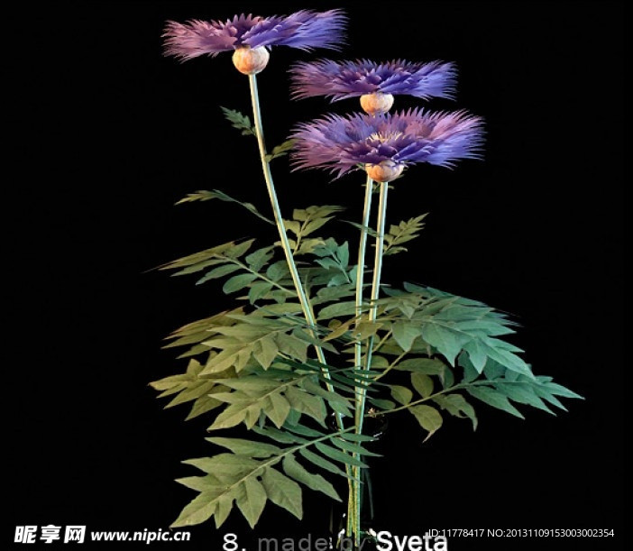 紫色植物