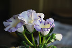家中芙蓉花