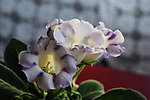 家中芙蓉花