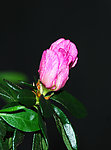 杜鹃花